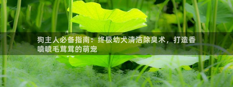 尊龙凯时注册入口：狗主人必备指南：终极幼犬清洁除臭术，打