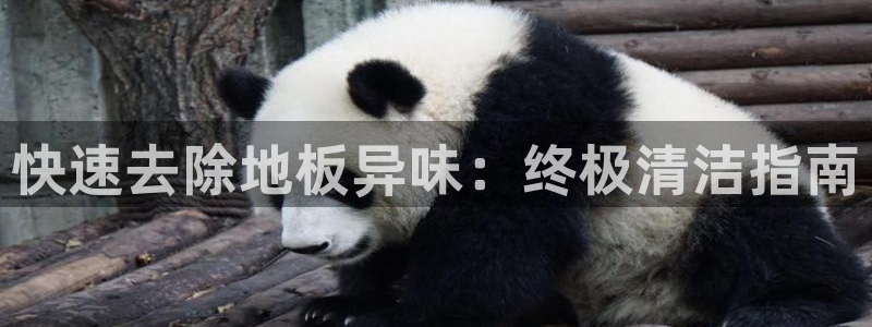尊龙凯时d3563：快速去除地板异味：终极清洁指南